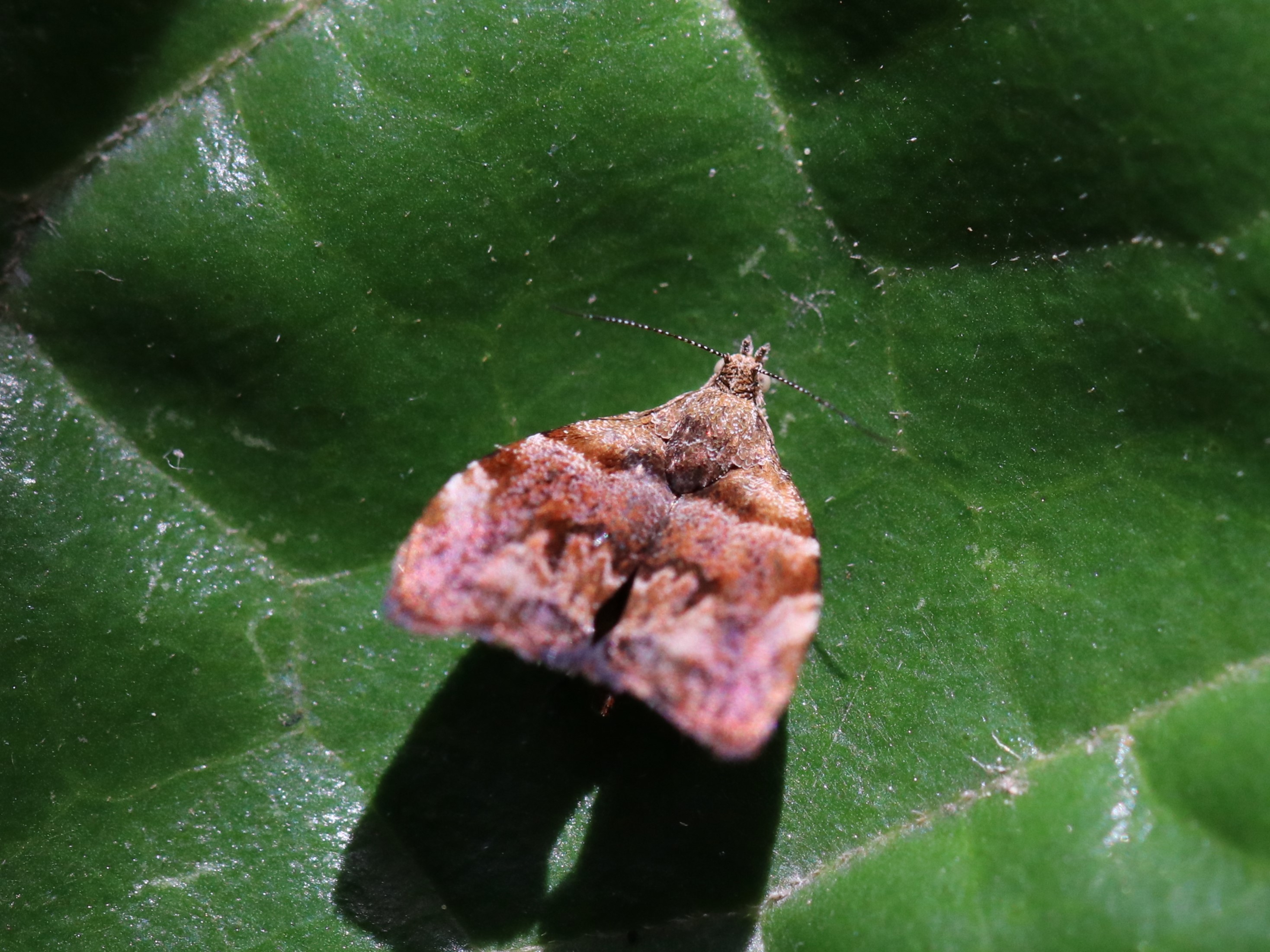 photo_1